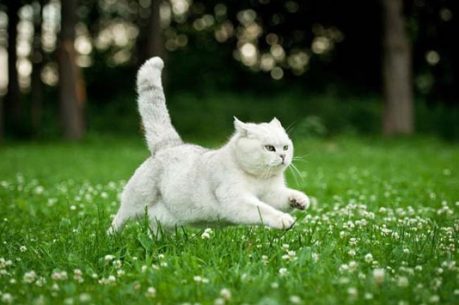 Longest-Living Cat Breeds Unveiled: Results from a Massive Study