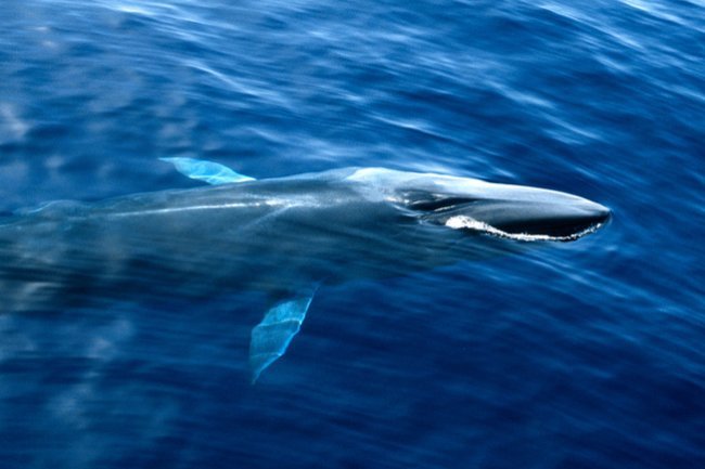 Outrage Over Japan's Decision to Hunt Vulnerable Fin Whales