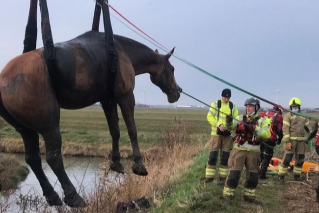 Heartwarming Effort: 40 Rescuers Work Tirelessly to Save Trapped Horses