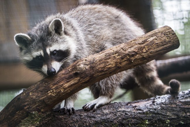 Raccoon invades field and dodges trash can-wielding officials at soccer gam
