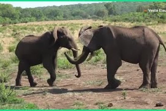 How Elephants Say 'Hello'? Flapping Ears and Rumbly Noises
