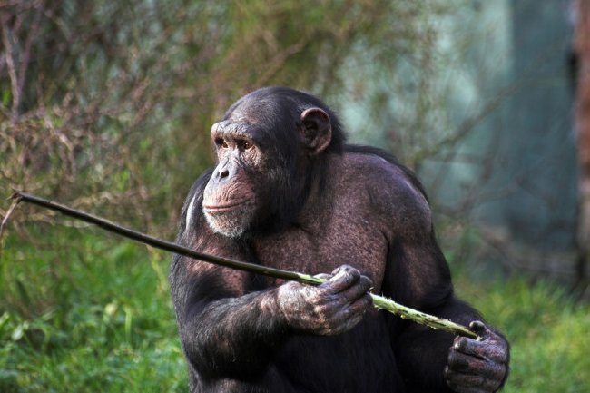The Terrifying Parallels Between Human and Chimp Warfare