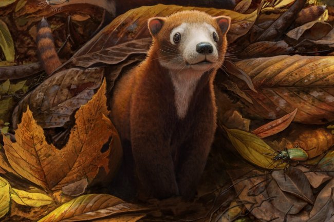 Looked Like a Chinchilla and Weighed Only a Pound: 65 Million-Year-Old Cow Relative