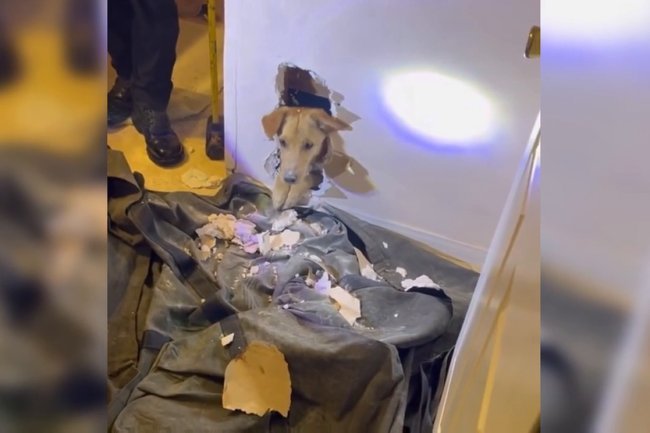 Heartwarming Moment: Dog Saved by Calif. Firefighters After Hours of Struggle!