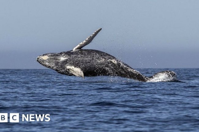 Orcas Have Sunk Another Boat! Europe Faces Rising Threats