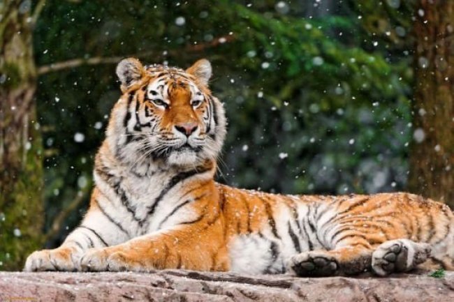 Tiger Kills, Eats Man Near Bhopal - Shocking Footage Revealed