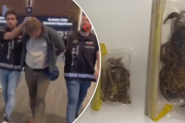 "U.S. Museum Curator's Shocking Spider Smuggling Attempt!"