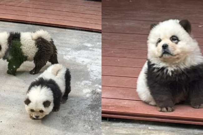 "Shocking: Chinese Zoo Under Fire for Dyeing Dogs Like Pandas!"