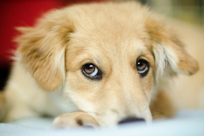 Puppy Eyes Didn’t Evolve for Humans? Shocking Wild Dogs Study