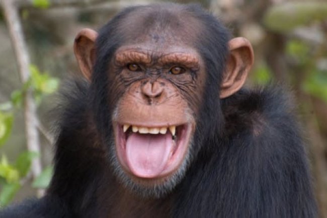 Why No Vet Is Necessary for Wild Animals