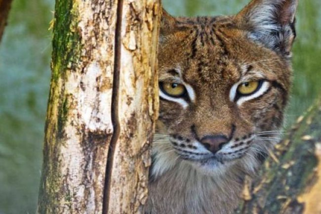 Big Cat Park Owner Convicted Faces Animal Ban