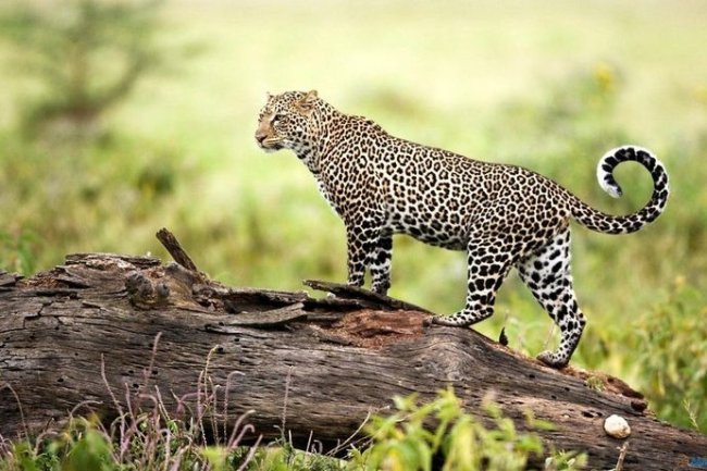 "Wild Animal Attacks: The Hidden Dangers You Need to Know!"