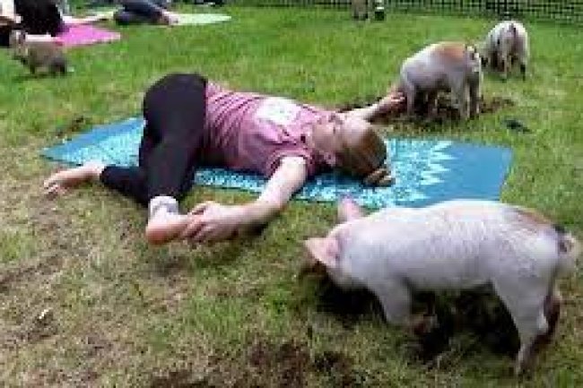How Three Little Piggies at a Yoga Class = Maximum Happiness - A Must-See!