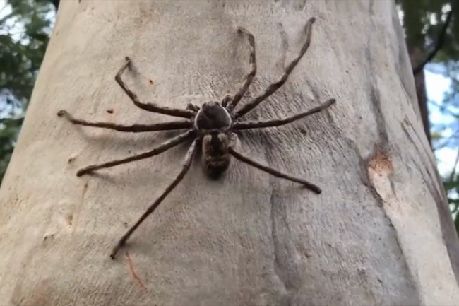 "Beware: Encounter with the Giant Huntsman Spider!"