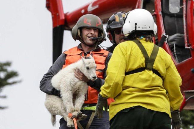 ????️ Epic Rescue Operation: Saving Hundreds of Mountain Goats!
