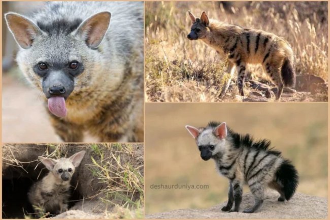 "Aardwolf: The Nocturnal Hunter's Quest for 300,000 Termites!"