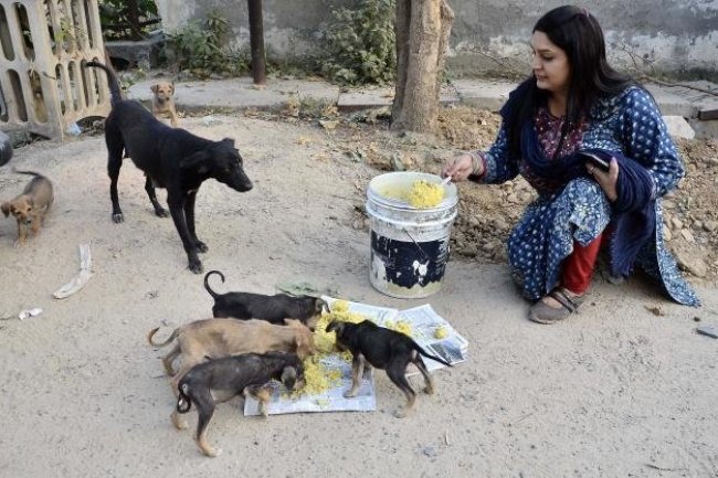 How to Help Strays Out in Storm and Save Lives!