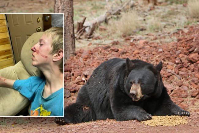 "Terrifying Encounter: Arizona Teen's Close Call with Bear Attack!"