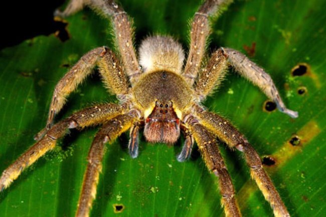 "Stay Safe: Brazilian Wandering Spiders - Bites & Precautions"