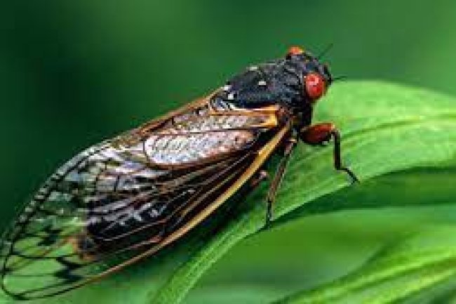 Double Cicada Bloom 2024: Discover the Rare Google Doodle Celebration!