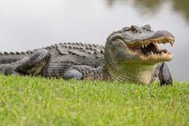 Unbelievable Discovery: Police Kill Alligator with Missing Woman's Remains!