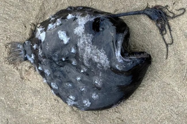 Shocking First: Nightmarish Footballfish Washes Up Dead on US Beach