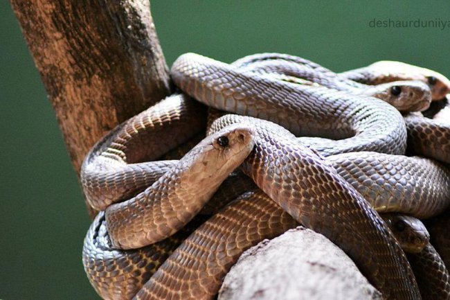 Discover Which Country Only Has One Species Of Venomous Snake