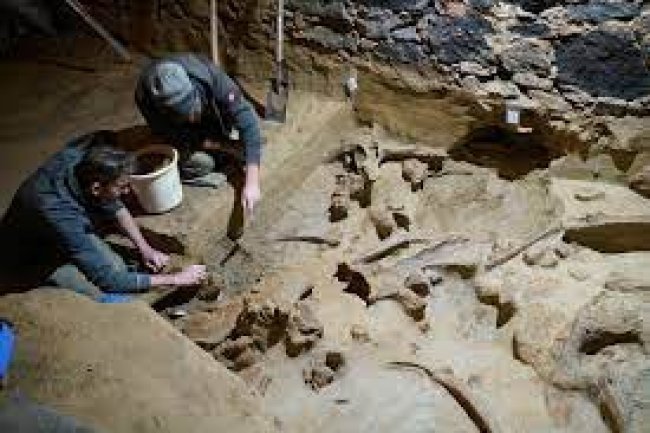 Archaeological Sensation: Winemaker's Cellar Yields Mammoth Bones!