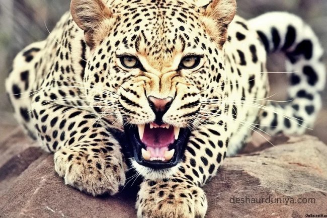Breaking News: Leopard Kills Minor Boy in Rajsamand District - Urgent Action
