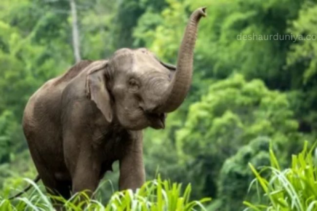 Animals Collapse as Water Shortages Bite in India’s Searing Heat