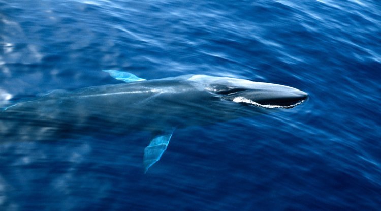 Outrage Over Japan's Decision to Hunt Vulnerable Fin Whales