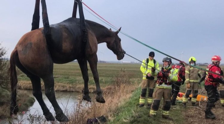 Heartwarming Effort: 40 Rescuers Work Tirelessly to Save Trapped Horses
