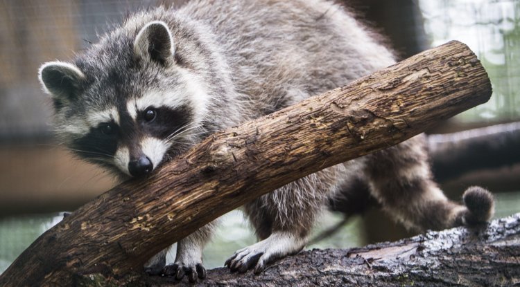 Raccoon invades field and dodges trash can-wielding officials at soccer gam