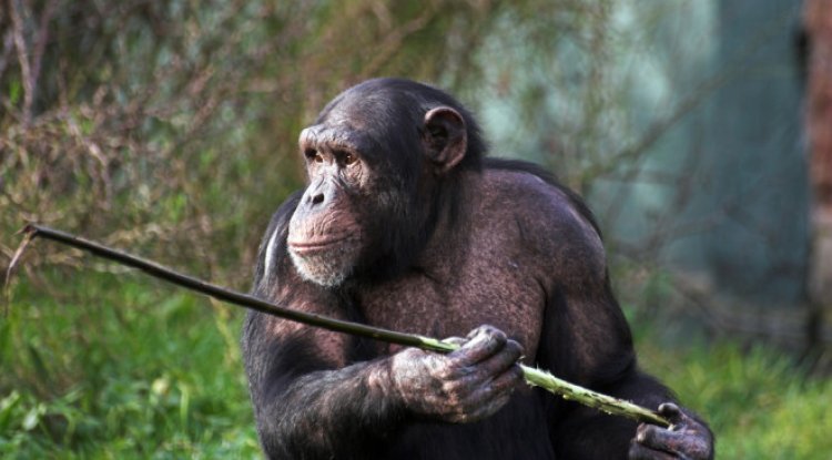 The Terrifying Parallels Between Human and Chimp Warfare