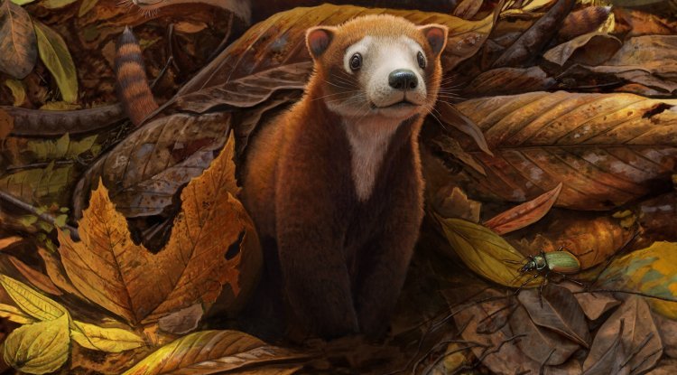 Looked Like a Chinchilla and Weighed Only a Pound: 65 Million-Year-Old Cow Relative