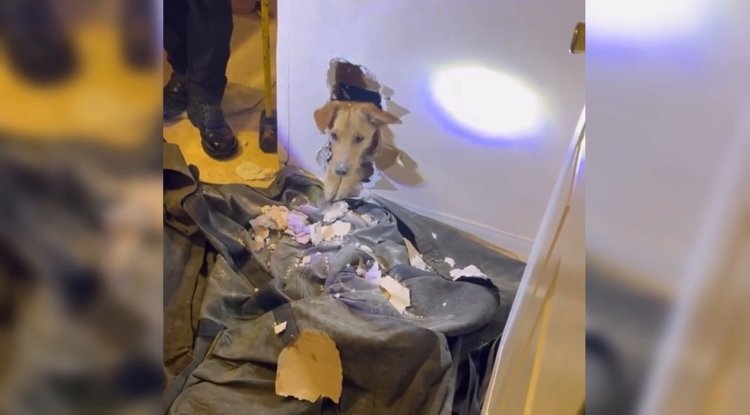 Heartwarming Moment: Dog Saved by Calif. Firefighters After Hours of Struggle!