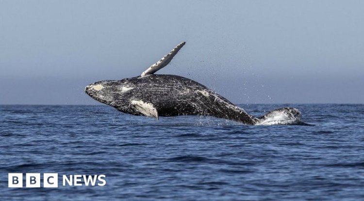 Orcas Have Sunk Another Boat! Europe Faces Rising Threats