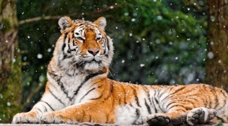 Tiger Kills, Eats Man Near Bhopal - Shocking Footage Revealed