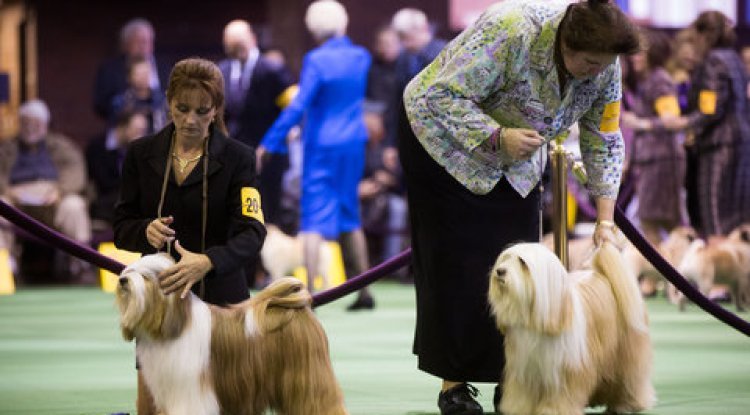 Westminster Dog Show 2024: Best in Show Goes to Sage the Miniature Poodle