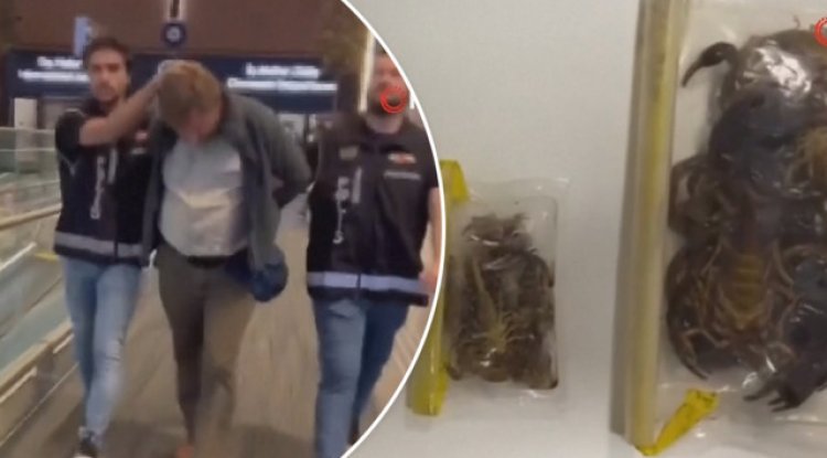 "U.S. Museum Curator's Shocking Spider Smuggling Attempt!"