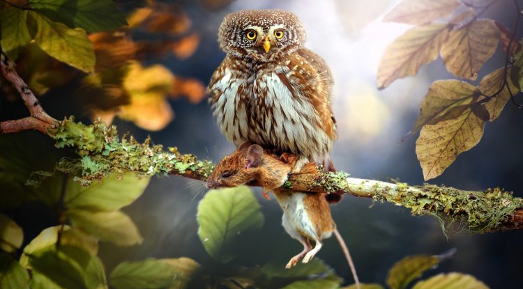 Mesmerizing Photo Reveals Owl-Like Parasitic Plant