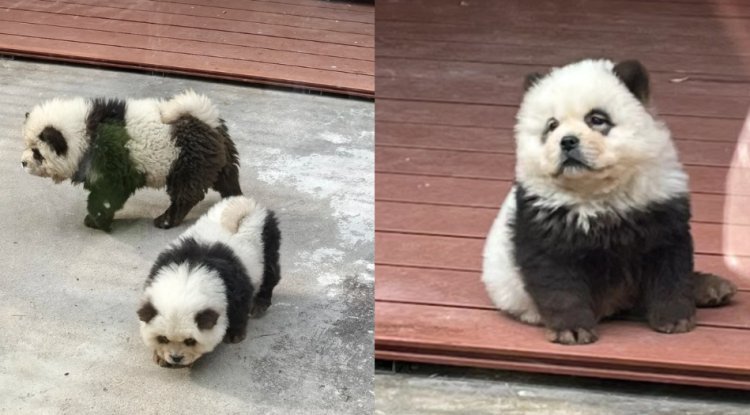 "Shocking: Chinese Zoo Under Fire for Dyeing Dogs Like Pandas!"
