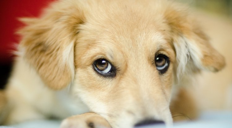 Puppy Eyes Didn’t Evolve for Humans? Shocking Wild Dogs Study