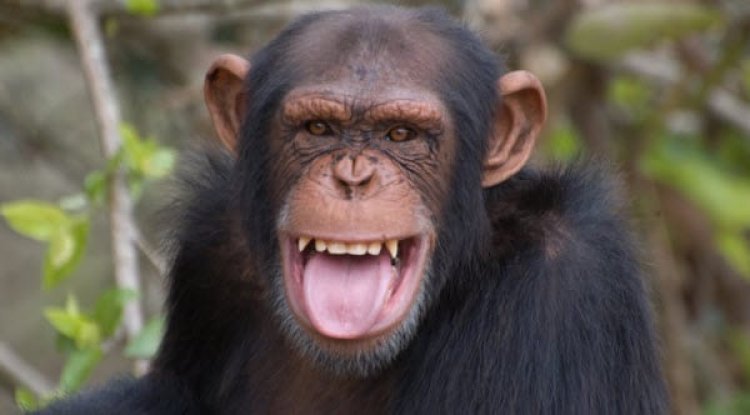 Why No Vet Is Necessary for Wild Animals