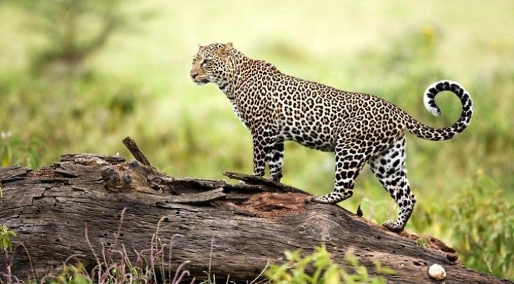 "Wild Animal Attacks: The Hidden Dangers You Need to Know!"