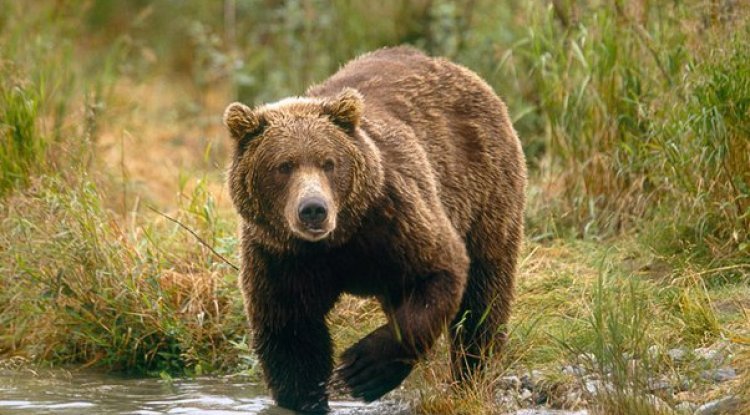 "The Amazing Tunnels, Trails and Bridges Built Especially for Bears"