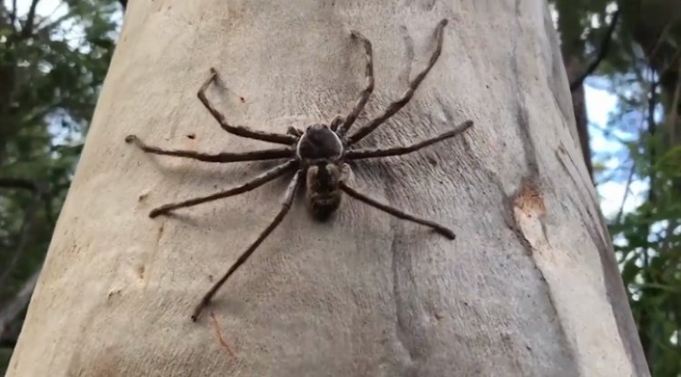 "Beware: Encounter with the Giant Huntsman Spider!"