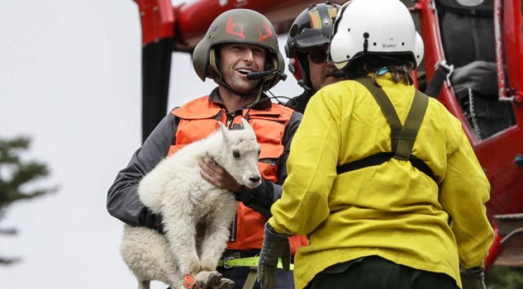 ????️ Epic Rescue Operation: Saving Hundreds of Mountain Goats!