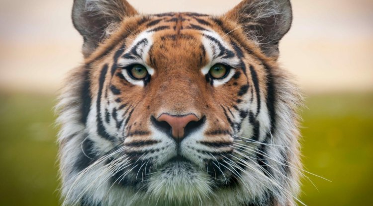 Kolkata's Alipore Zoo Implements Relief Measures for Heatwave-Struck Animals!