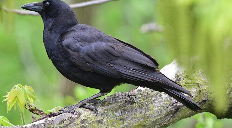 "Crows Can Count Out Loud - Scientists Are Stunned by This Study"